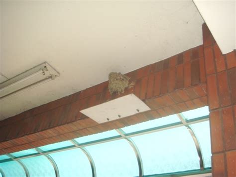 燕子屋簷築巢 生意子特質